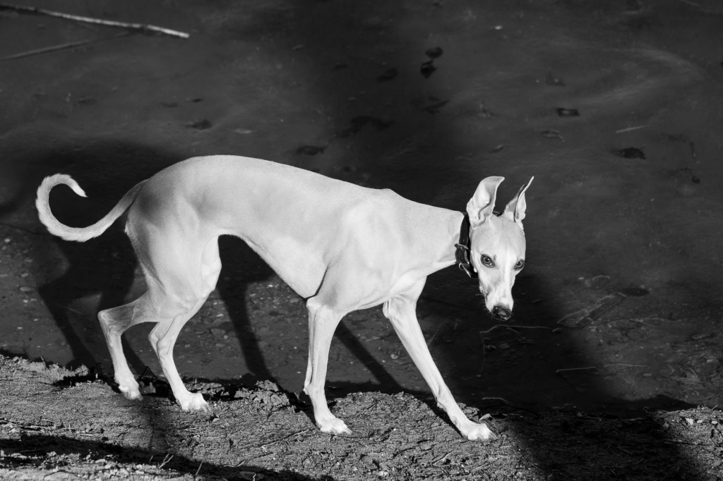 Whippet am See